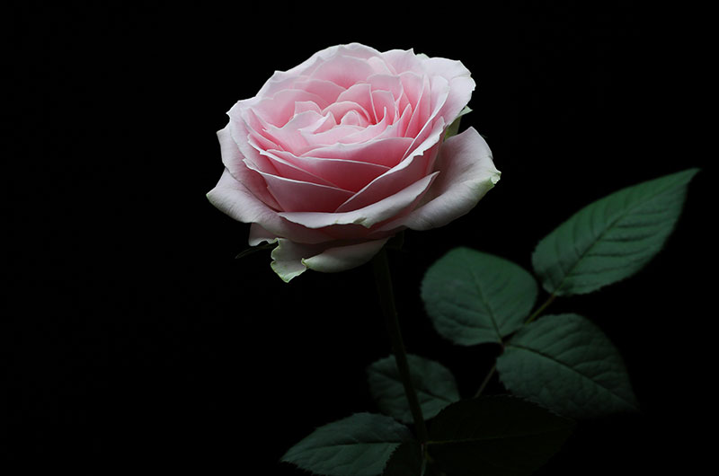 Flor para Géminis: Rosas