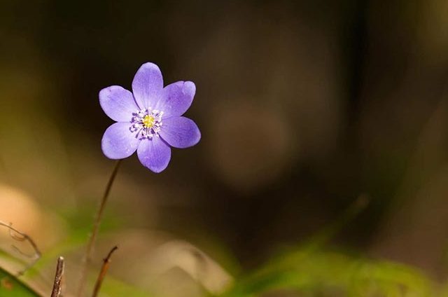 Flor para Virgo: Violetas