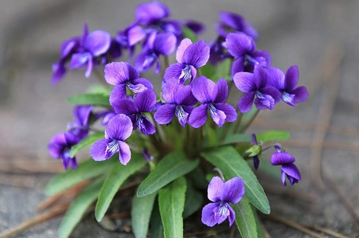 Flor para Virgo: Violetas